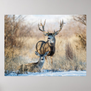 Poster Casal Buck Mule Deer