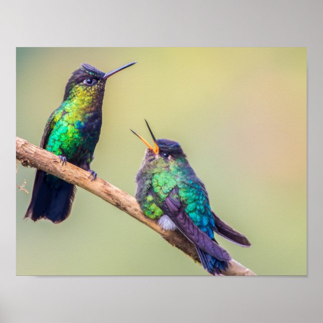 Poster Casal Colorido de Hummingbird Emitido Junto (Frente)