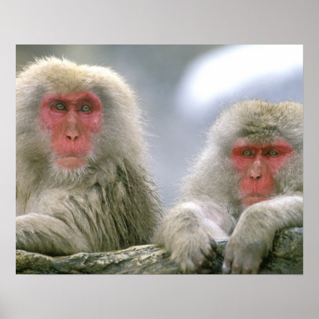 Pôster Casal de Macaco da Neve, Macaco Japonês, (Frente)