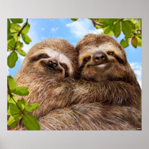Poster Casal de Preguiças