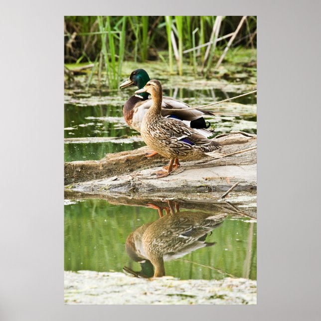 Pôster Casal Mallard (Frente)