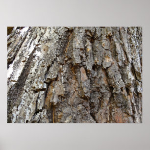 Poster Casca de Árvore IV Natureza Abstrata
