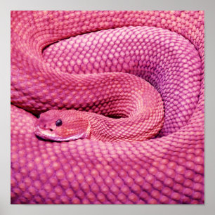 Pôster Cascavel cor-de-rosa do Basilisk