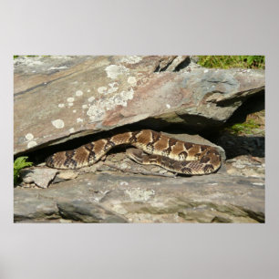 Pôster Cascavel no Parque Nacional de Shenandoah