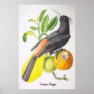 Poster Cassique Huppe - Pássaros do Brasil