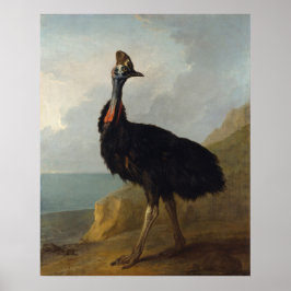 Poster Cassowary (Ave Australiana) (Arte Animal Selvagem)