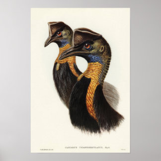 Poster Cassowary carunculado por Elizabeth Gould