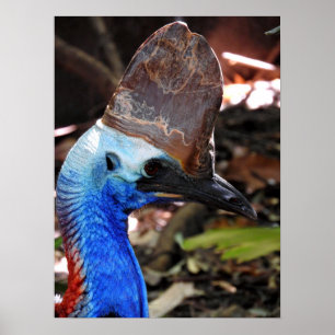 Poster Cassowary do sul