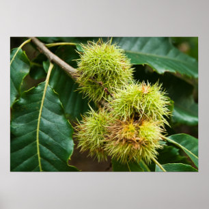 Poster Castanha