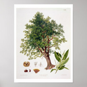 Pôster Castanha, gravada por A. Haase (litho da cor