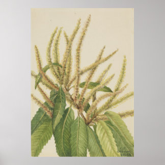 Poster Castanheiro americano (Castanea dentata)