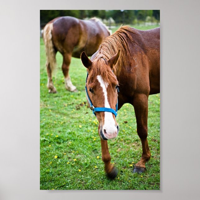 Pôster Castanho (Frente)