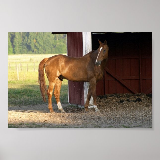 Pôster Castanho (Frente)