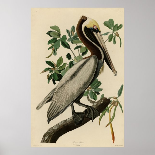 Poster Castanho Pelicano das Aves da América de Audubon (Frente)