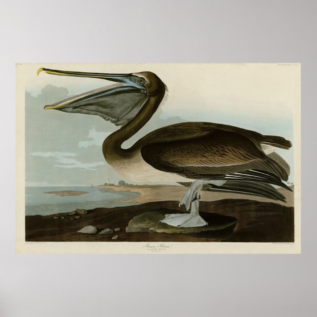 Poster Castanho Pelicano das Aves da América de Audubon (Frente)
