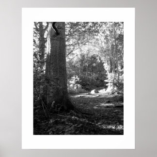 Poster Castlehead Wood: Keswick