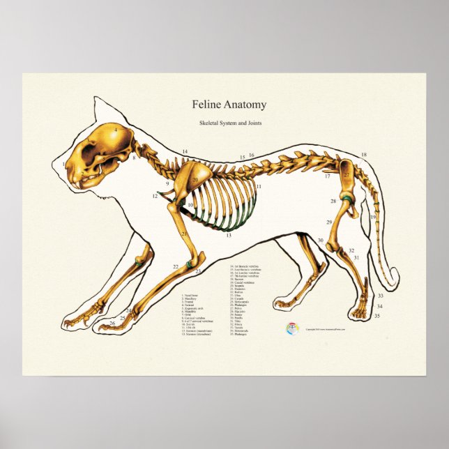 Poster Cat. Anatomia das articulações esqueléticas (Frente)
