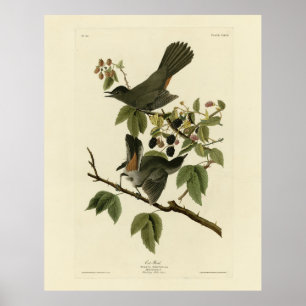 Poster Cat Bird (Cinza Catbird) Aves da América de Audubo