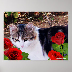 POSTER CAT COM ROSAS VERMELHAS