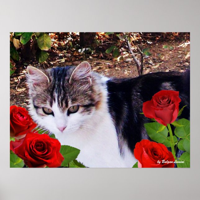 POSTER CAT COM ROSAS VERMELHAS (Frente)