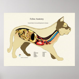 Pôster Cat Internal Female Anatomy Veterinary Chart