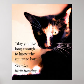 Poster Cat Messenger