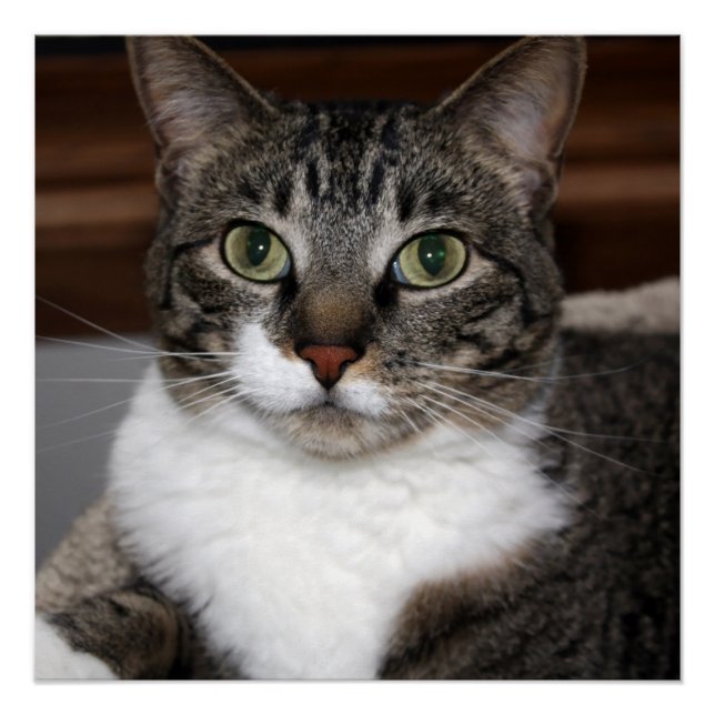 Pôster Cat Olhando para você/Pet Tabby Cat Face Foto (Frente)