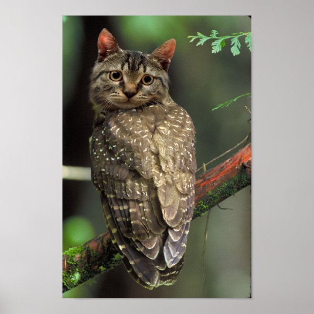 Pôster Cat Owl (Frente)
