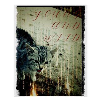 Pôster Cat Poster - Young and Wild