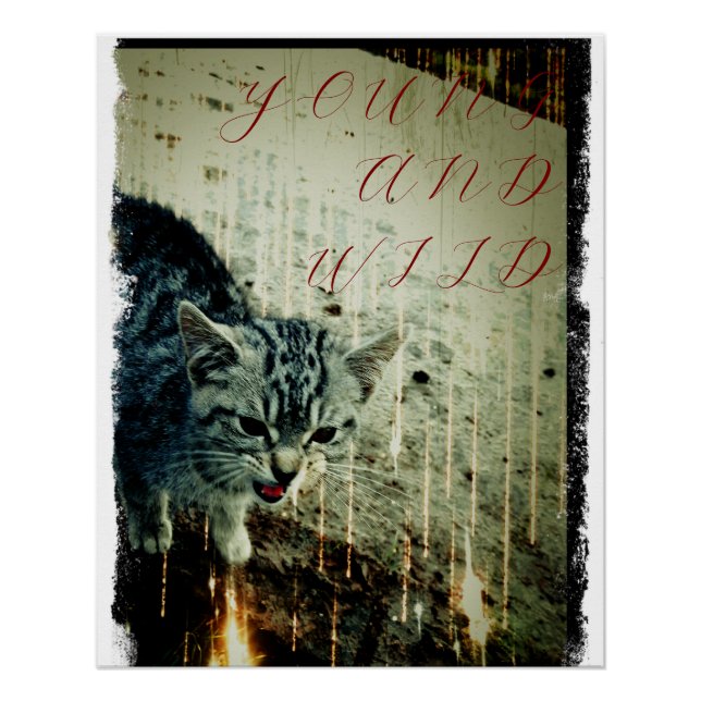 Pôster Cat Poster - Young and Wild (Frente)