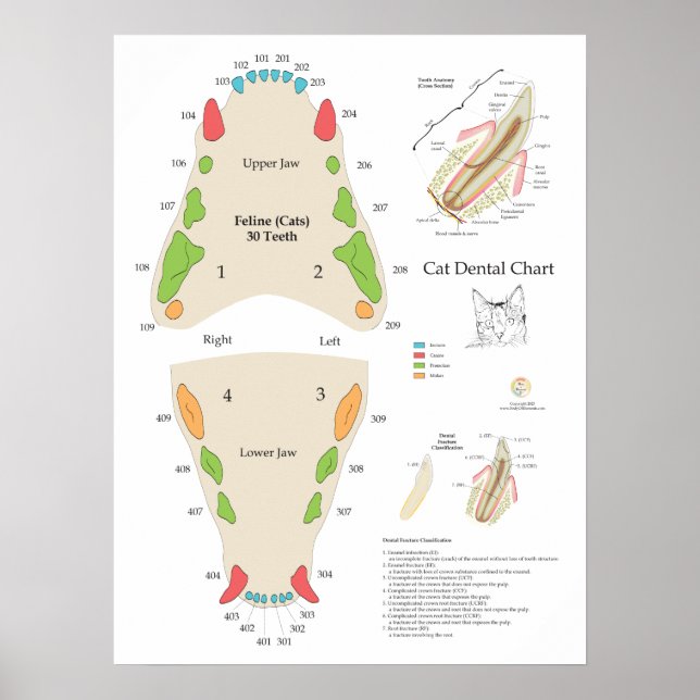 Poster Cat Veterinary Dental Chart (Frente)