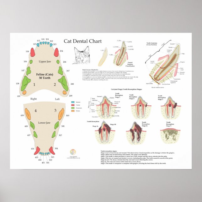 Poster Cat Veterinary Dental Tooth Chart (Frente)