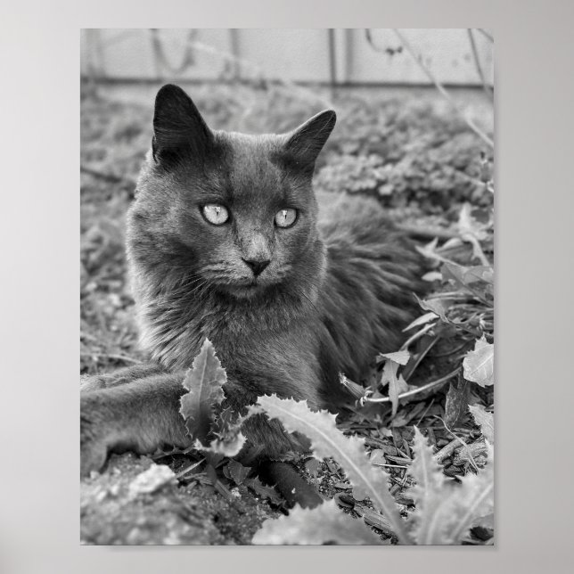 Poster cat wall art (Frente)