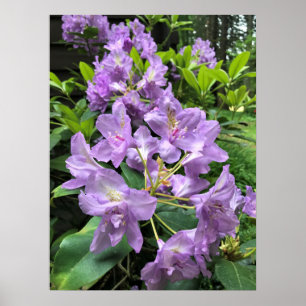 Poster Catawbiense Boursault Rhododendrons, Oregon