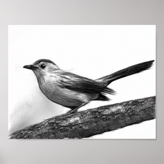 Pôster Catbird (Frente)