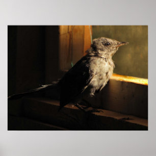 Poster Catbird do bebê