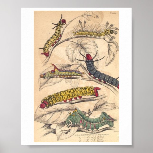 Poster Caterpillars (Frente)