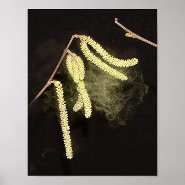 Poster Catkins pollenating (Frente)