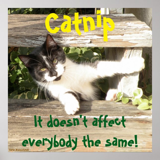 Poster "Catnip", cats, funny, humor, cute, gift  (Frente)