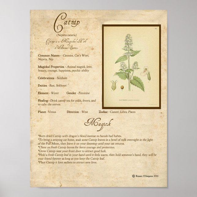 POSTER CATNIP MAGICK HERB (Frente)