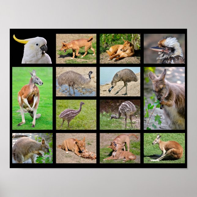 Poster Catorze fotos de mosaicos de animais australianos (Frente)