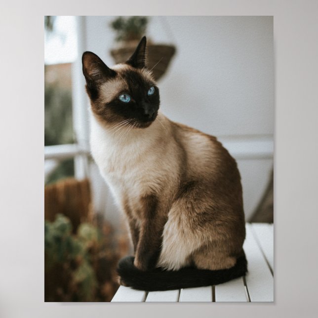 Poster Cats Are The Best 86 (Frente)