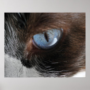 Poster Cat's Eye