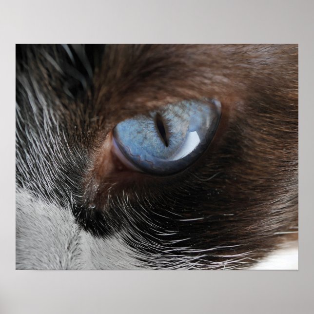 Poster Cat's Eye (Frente)