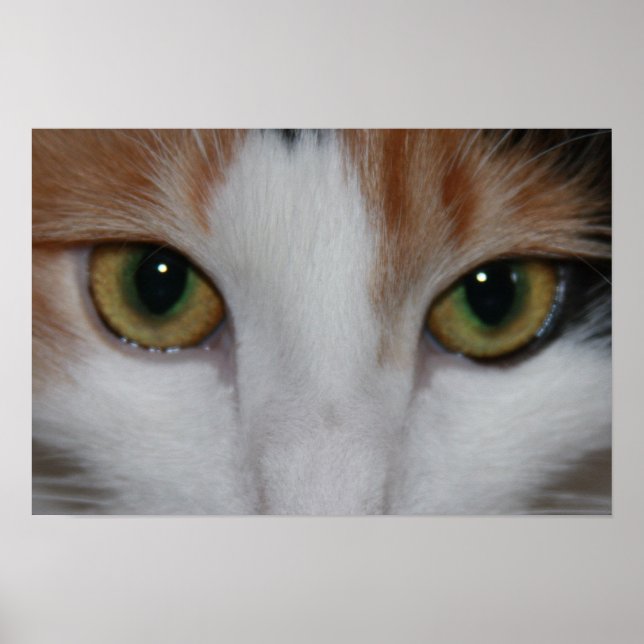 Pôster Cat's Eyes (Frente)
