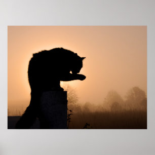 Pôster Cat's Morning Bath