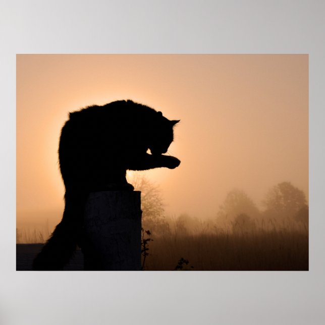 Pôster Cat's Morning Bath (Frente)