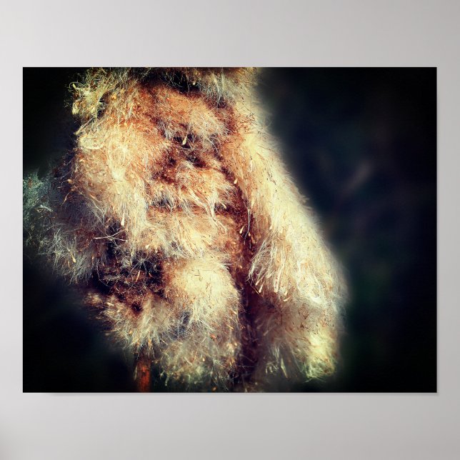 Poster Cattail Fluff Fechar (Frente)