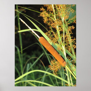 Pôster Cattail no por do sol