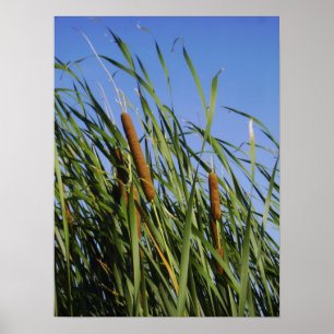 Pôster Cattails